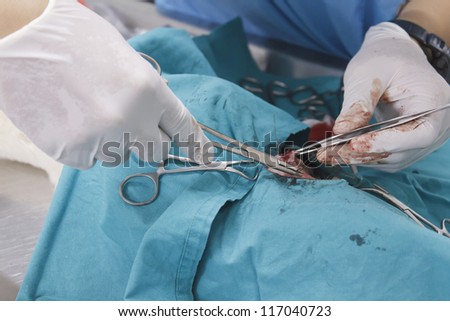 Surgery tumor from breast of chihuahua in the operating room