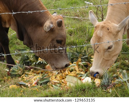 Grazing cows at feeding time