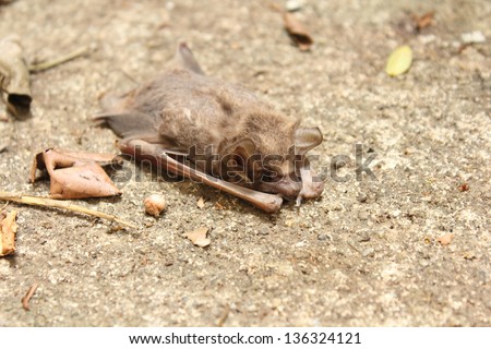 Close-up of a dead little brown bat and ants are eating it