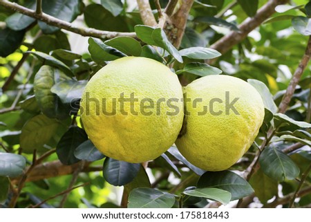 Pomelo fruits on tree (Citrus maxima Merr.)