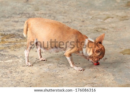 Little chihuahua be pregnant eating ivy gourd fruit