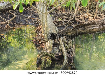 Old mangrove forest inland waters Pa Phru Thapom Klong Song Nam, Krabi,Thailand