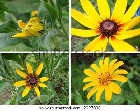 Four pictures of yellow flower