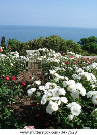 beautiful landscape - white roses, sea and sky