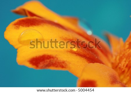 close-up petals of orange flower with water drop, macro (shallow DOF)