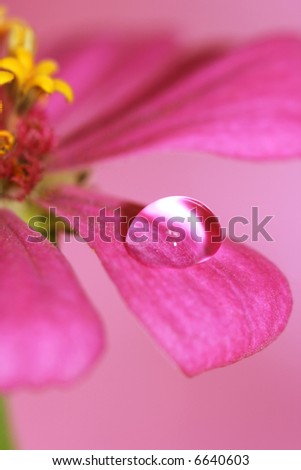 close-up petals of pink flower with water drop, macro (shallow DOF)