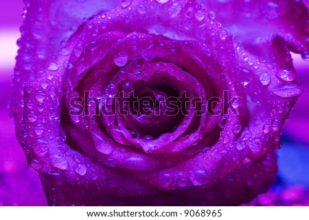 close-up of violet rose with water drops