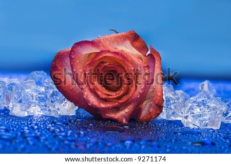 ice with rose on blue background