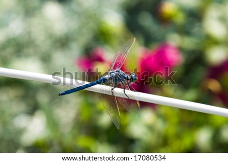 dragon-fly on the field with pink flowers