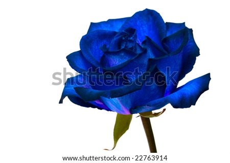 blue rose on white background