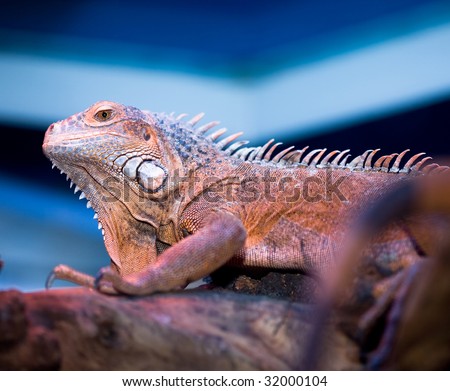 Bearded Dragon at the tree in blue color