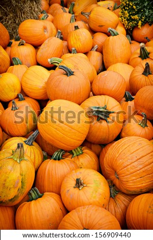 Freshly picked large orange pumpkins in a pile.  Vertical orientation.  A great background image.