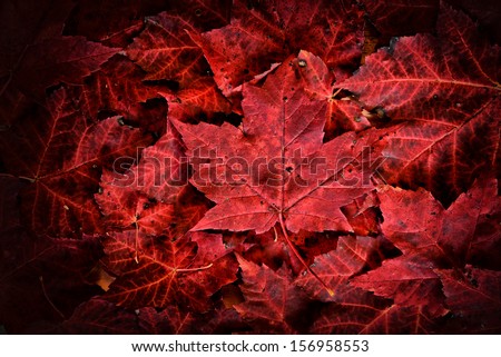 A detailed close up of real fallen autumn red maple leaves in a pile.  Vignette applied.
