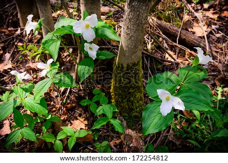 White Trilliums growing on the forest floor.  Trillium grandiflorum is the official emblem of the Province of Ontario and the State Wildflower of Ohio.