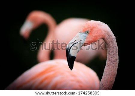 A detailed close up of a young American Flamingo still showing hints of grey in it\'s colour. Flamingos are the National Bird of the Bahamas.
