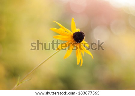 A single Black-Eyed Susan viewed from the side photographed using a shallow depth of field producing specular highlights in the background. Lightly diffused.