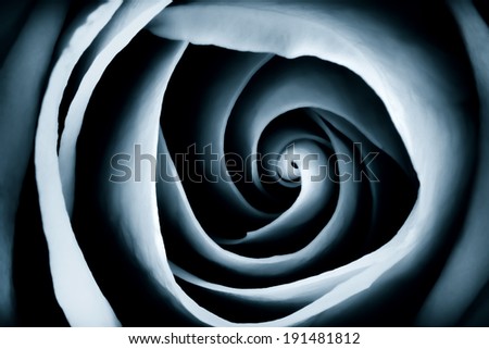 An abstract close up view of blue rose petals