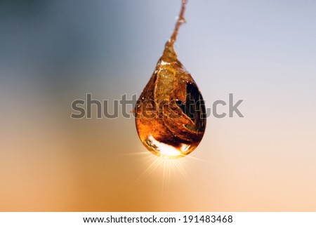 A close up of a decaying leaf hanging off a tree within a drop of water as the sun shines through the water drop.