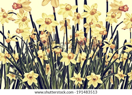 Daffodil photo art design depicting a field of yellow flowers.  Processed and toned for a vintage faded retro look.