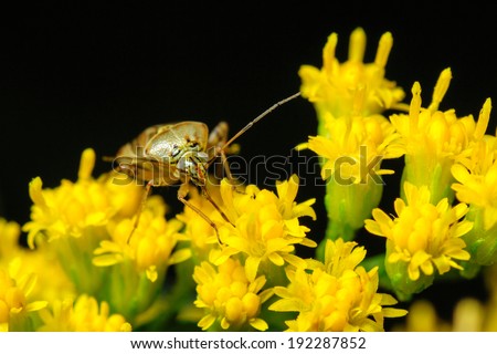 An extreme closeup of a stink bug on golden rod flowers.