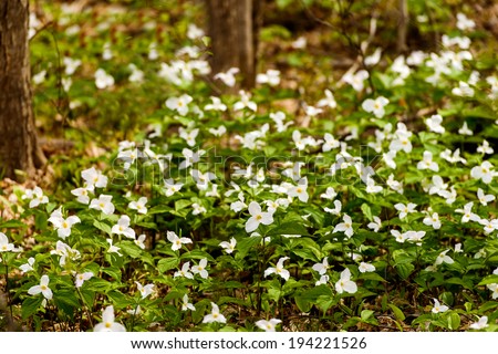 Trillium bed Blooming on the Forest Floor. Trillium grandiflorum is the official emblem of the Province of Ontario and the State Wildflower of Ohio.