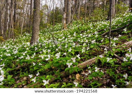 White Trilliums growing on a wooded Hillside. Trillium grandiflorum is the official emblem of the Province of Ontario and the State Wildflower of Ohio.