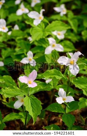 Lone White Trillium shown in it\'s pink phase amongst the other Trilliums in the white phase. Trillium grandiflorum is the official emblem of the Province of Ontario and the State Wildflower of Ohio.