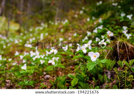 White Trilliums growing in a valley.  Trillium grandiflorum is the official emblem of the Province of Ontario and the State Wildflower of Ohio.