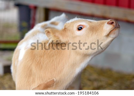 A close up picture of a wide eyed calf