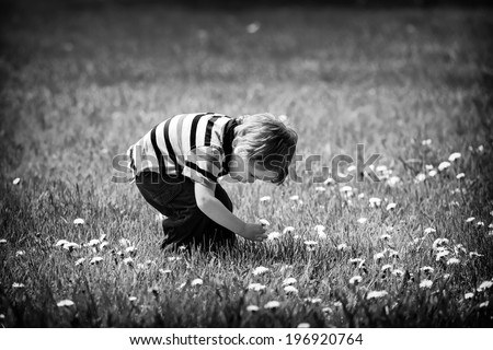 A young boy outside in a field picks a single dandelion flower.  Processed in black and white