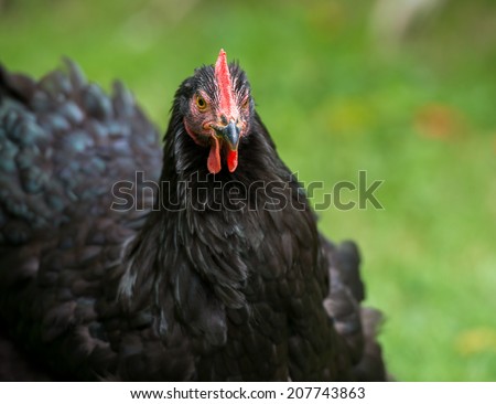 A close up of a free range black chicken outside on a farm.