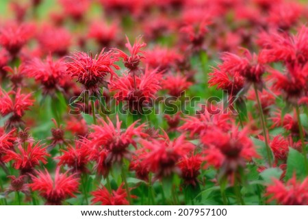 A field of bee balm growing on summer\'s day.  Selective focus on a single flower.