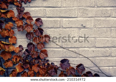 A gray brick wall background with a corner border of grape vines and autumn orange and brown leaves.  Room for copy space.  Filtered for a retro vintage look.