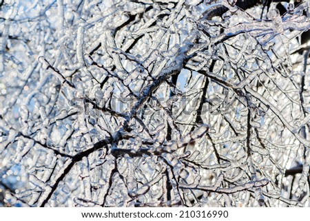 A close up of a network of tree branches covered in a thick layer of ice after an ice storm on a sunny day.