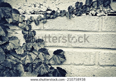 A gray brick wall with a partial border of grape vines and leaves.  Toned in Sepia.  Room for copy space.