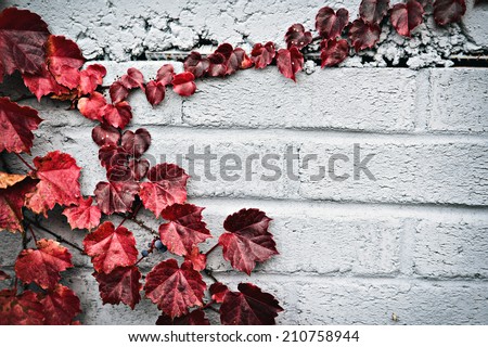 A gray brick wall with a partial border of grape vines and autumn red leaves.  Room for copy space.
