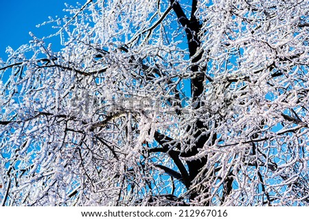 A close up of a network of tree branches covered in a thick layer of ice after an ice storm on a clear sunny day.