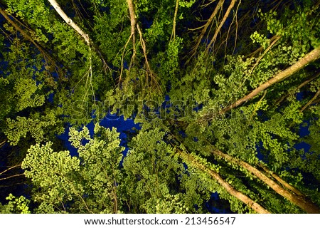 Low angle view of the stars seen through the canopy of tree tops in a forest illuminated from below.  Image contains some grain due to high ISO and long exposure required for this type of photography.