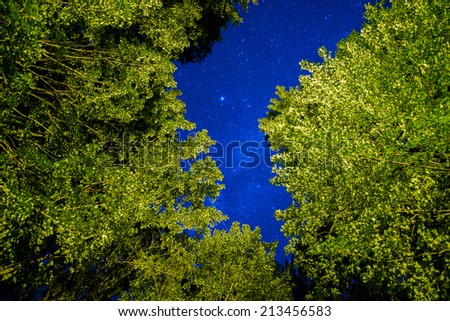 A low angle view of the stars seen through the tree tops.  Image contains some grain due to the high ISO and long exposure required for this type of photography.