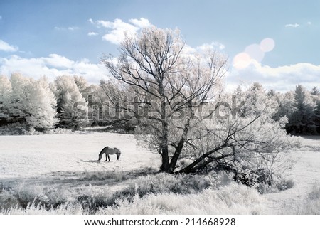 An infrared photo of a horse in a field with a stream on the edge of a forest.  Photographed with a 665nm Infrared camera.