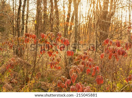 Frosted red blackberry leaves in a forest in the morning during the autumn season.