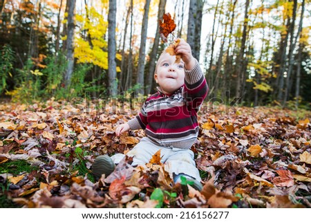 A boy sits on a leaf covered ground in a forested landscape holding up maple leaves in his hand while looking at them during the autumn season.