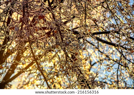 A close up of thick layer of ice on maple tree branches and leaves during the winter season after an ice storm.
