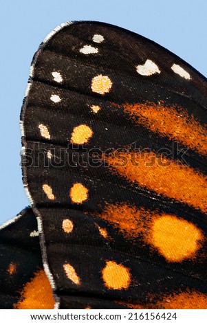 A macro shot of the tip of a monarch butterfly wing with detail of its texture.