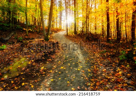 Sun shining through the trees on a path in a golden forest landscape setting during the autumn season.