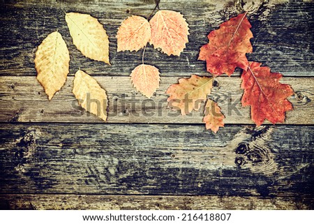 Colorful autumn leaves scattered on the top portion of the frame on old rustic wooden boards.  Filtered for a retro vintage look.
