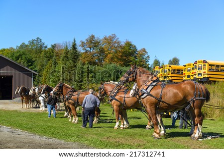 BRACEBRIDGE, CANADA - September 14, 2013: A group of draft horses line up during the 146th annual Bracebridge Fall Fair and Horse Show