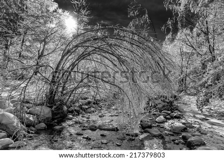 A beautiful ice covered frozen forest landscape shine and sparkle after an ice storm.  A tree by a running rocky stream is bent over by the weight of the ice on its branches.  Black and white Photo.