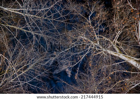 A low angle view of ice covered tree branches with few leaves after an ice storm during the winter season.  The image color is inverted.