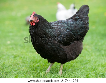 A photo of a free range black chicken standing in a farm field.